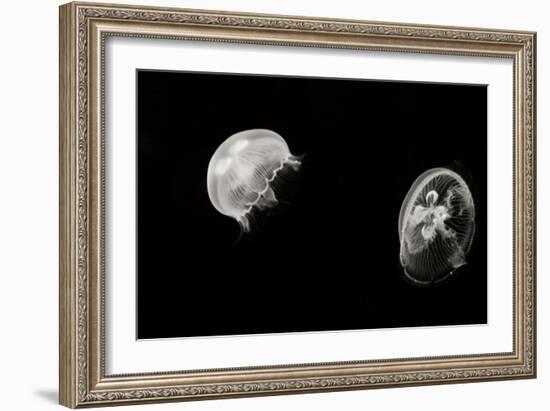 Jellyfish Glow I-Erin Berzel-Framed Photographic Print
