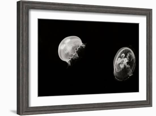 Jellyfish Glow I-Erin Berzel-Framed Photographic Print