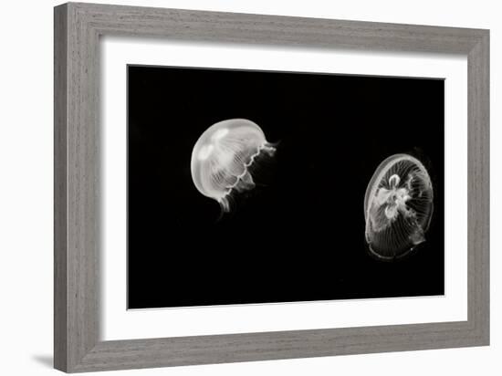 Jellyfish Glow I-Erin Berzel-Framed Photographic Print