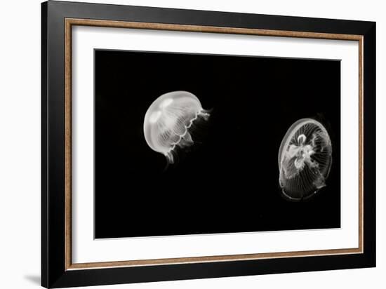 Jellyfish Glow I-Erin Berzel-Framed Photographic Print