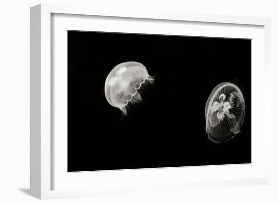 Jellyfish Glow I-Erin Berzel-Framed Photographic Print