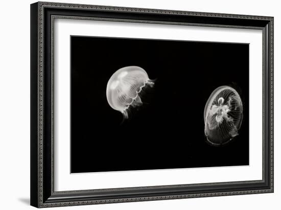 Jellyfish Glow I-Erin Berzel-Framed Photographic Print