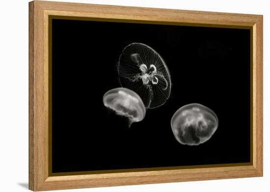 Jellyfish Glow II-Erin Berzel-Framed Premier Image Canvas