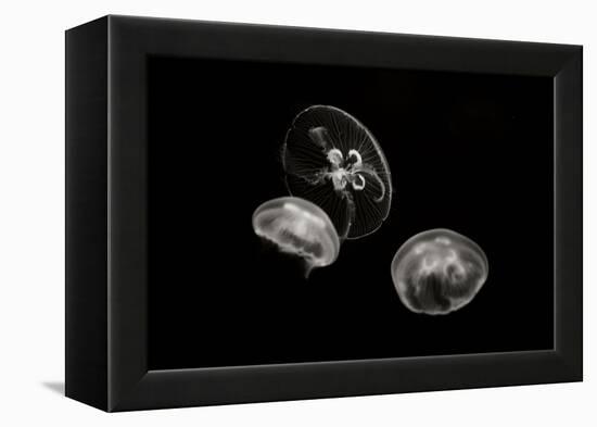 Jellyfish Glow II-Erin Berzel-Framed Premier Image Canvas