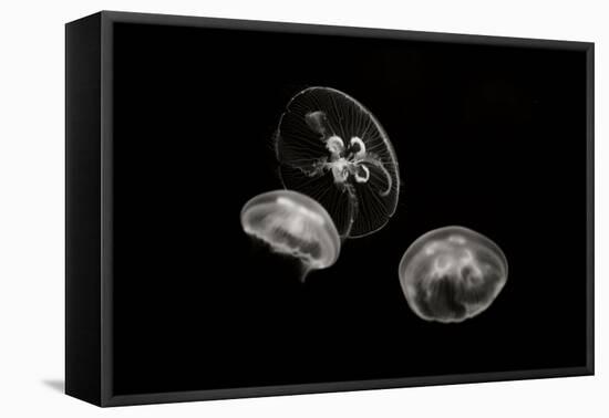 Jellyfish Glow II-Erin Berzel-Framed Premier Image Canvas