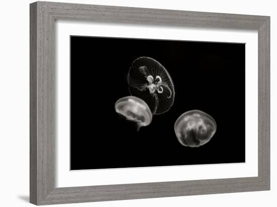 Jellyfish Glow II-Erin Berzel-Framed Photographic Print