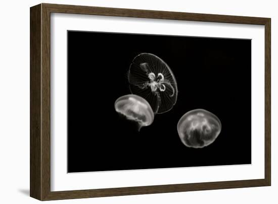 Jellyfish Glow II-Erin Berzel-Framed Photographic Print