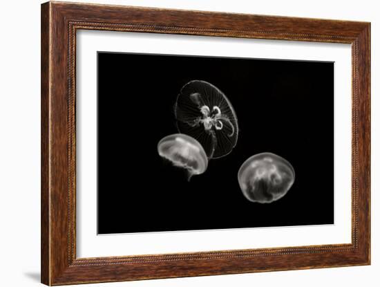 Jellyfish Glow II-Erin Berzel-Framed Photographic Print