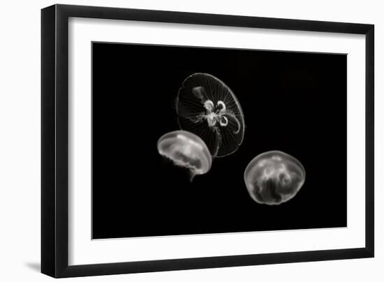 Jellyfish Glow II-Erin Berzel-Framed Photographic Print