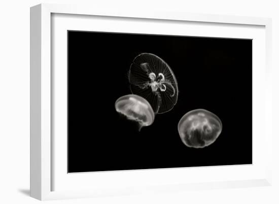 Jellyfish Glow II-Erin Berzel-Framed Photographic Print