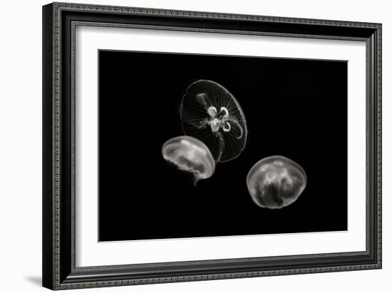 Jellyfish Glow II-Erin Berzel-Framed Photographic Print