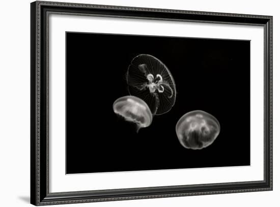 Jellyfish Glow II-Erin Berzel-Framed Photographic Print