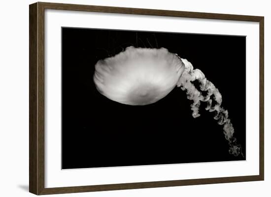 Jellyfish Glow III-Erin Berzel-Framed Photographic Print