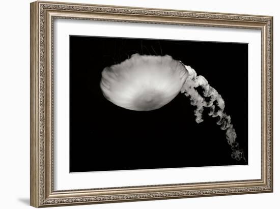 Jellyfish Glow III-Erin Berzel-Framed Photographic Print