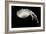 Jellyfish Glow III-Erin Berzel-Framed Photographic Print