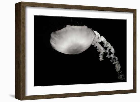 Jellyfish Glow III-Erin Berzel-Framed Photographic Print