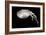 Jellyfish Glow III-Erin Berzel-Framed Photographic Print