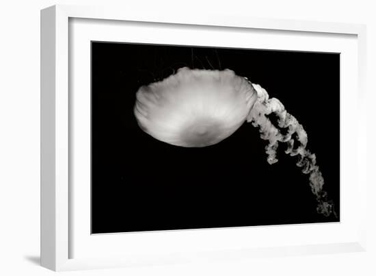 Jellyfish Glow III-Erin Berzel-Framed Photographic Print