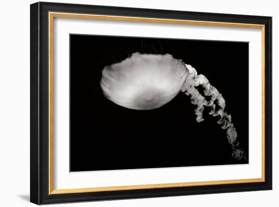 Jellyfish Glow III-Erin Berzel-Framed Photographic Print