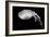 Jellyfish Glow III-Erin Berzel-Framed Photographic Print