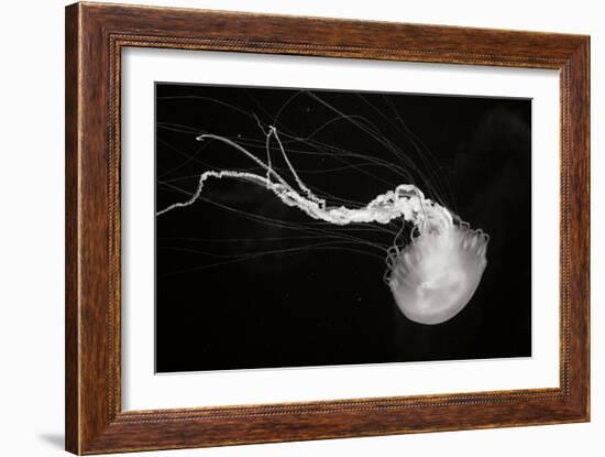 Jellyfish Glow IV-Erin Berzel-Framed Photographic Print