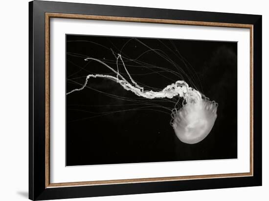 Jellyfish Glow IV-Erin Berzel-Framed Photographic Print