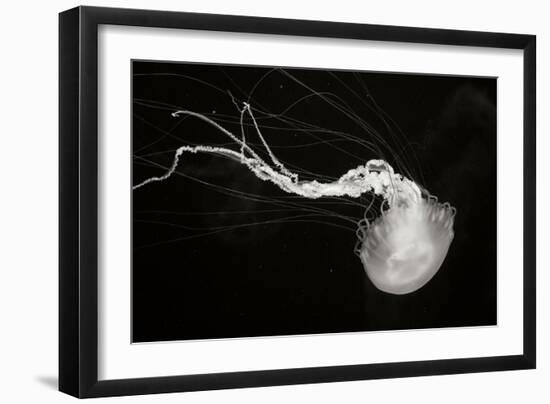 Jellyfish Glow IV-Erin Berzel-Framed Photographic Print