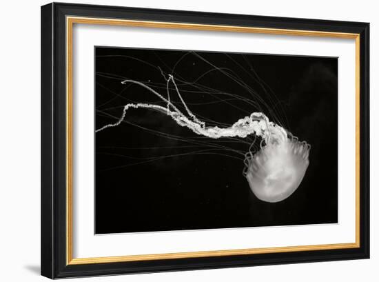 Jellyfish Glow IV-Erin Berzel-Framed Photographic Print