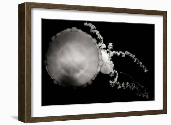 Jellyfish Glow IX-Erin Berzel-Framed Photographic Print