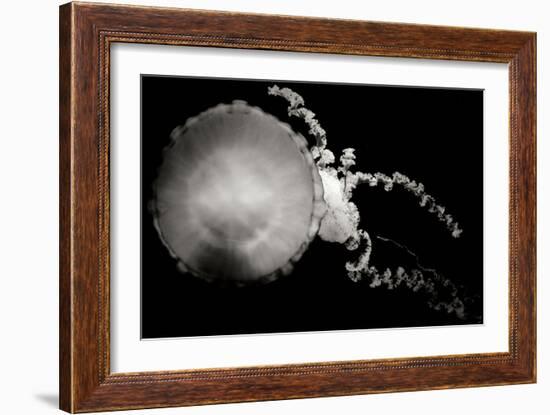 Jellyfish Glow IX-Erin Berzel-Framed Photographic Print