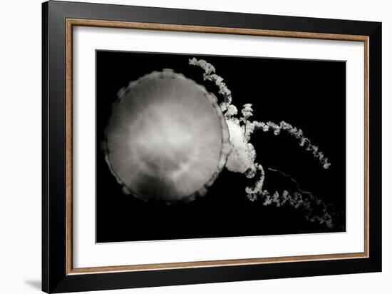 Jellyfish Glow IX-Erin Berzel-Framed Photographic Print