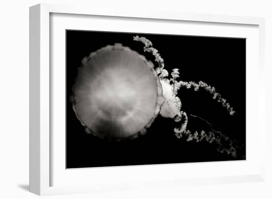 Jellyfish Glow IX-Erin Berzel-Framed Photographic Print