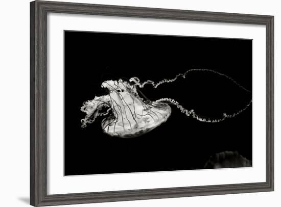 Jellyfish Glow V-Erin Berzel-Framed Photographic Print