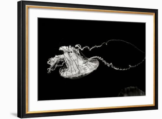 Jellyfish Glow V-Erin Berzel-Framed Photographic Print