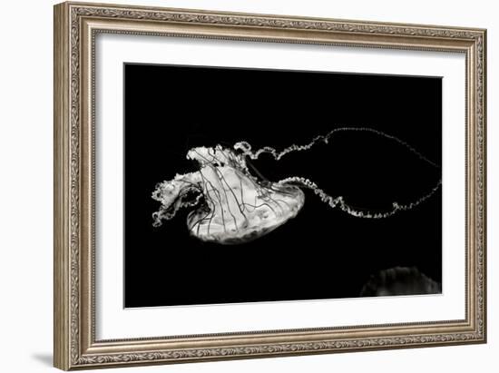 Jellyfish Glow V-Erin Berzel-Framed Photographic Print