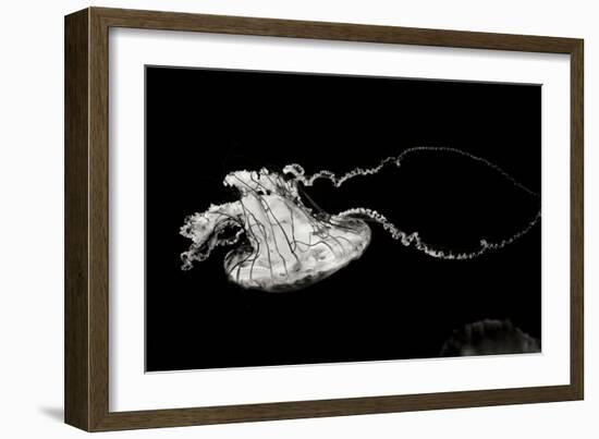 Jellyfish Glow V-Erin Berzel-Framed Photographic Print