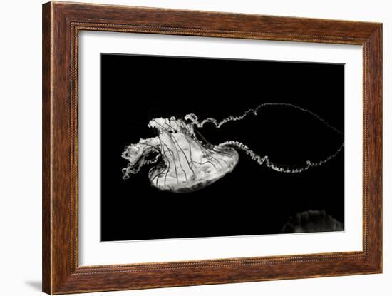 Jellyfish Glow V-Erin Berzel-Framed Photographic Print