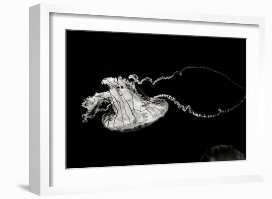 Jellyfish Glow V-Erin Berzel-Framed Photographic Print