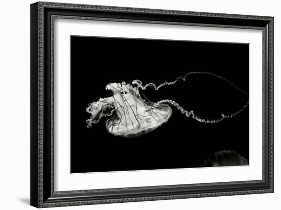 Jellyfish Glow V-Erin Berzel-Framed Photographic Print