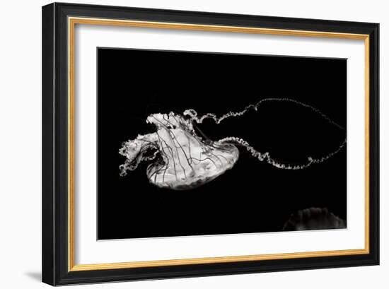 Jellyfish Glow V-Erin Berzel-Framed Photographic Print