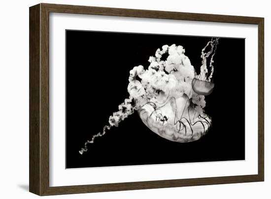 Jellyfish Glow VI-Erin Berzel-Framed Photographic Print