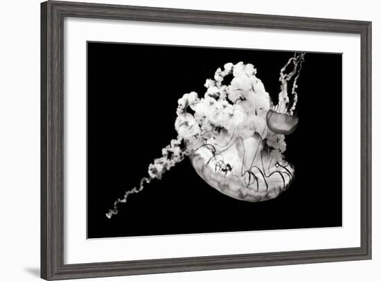 Jellyfish Glow VI-Erin Berzel-Framed Photographic Print