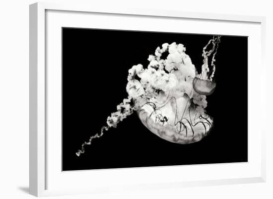 Jellyfish Glow VI-Erin Berzel-Framed Photographic Print