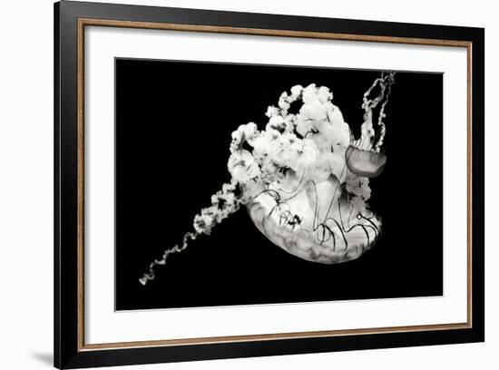 Jellyfish Glow VI-Erin Berzel-Framed Photographic Print