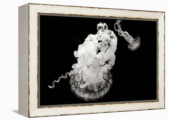 Jellyfish Glow VII-Erin Berzel-Framed Premier Image Canvas