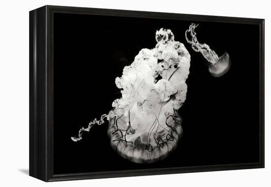 Jellyfish Glow VII-Erin Berzel-Framed Premier Image Canvas