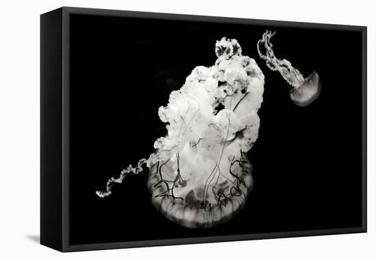 Jellyfish Glow VII-Erin Berzel-Framed Premier Image Canvas