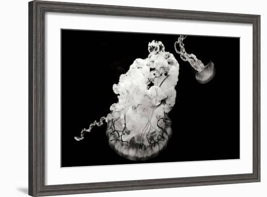 Jellyfish Glow VII-Erin Berzel-Framed Photographic Print