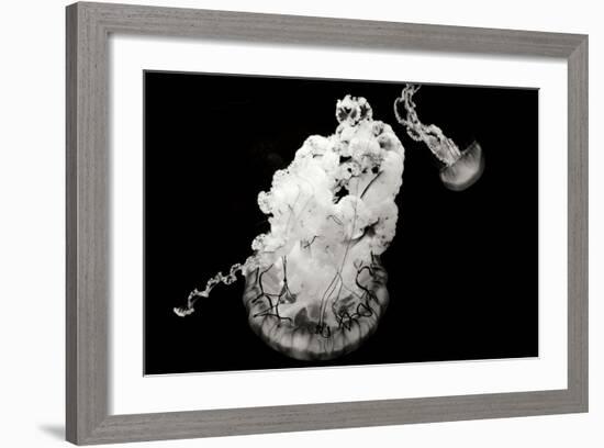 Jellyfish Glow VII-Erin Berzel-Framed Photographic Print