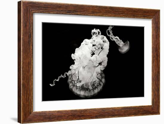 Jellyfish Glow VII-Erin Berzel-Framed Photographic Print